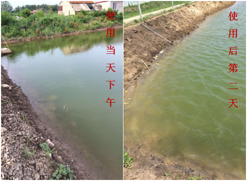 肥水困難、藻類(lèi)缺乏處理前后效果